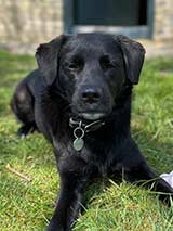 Hund Ida